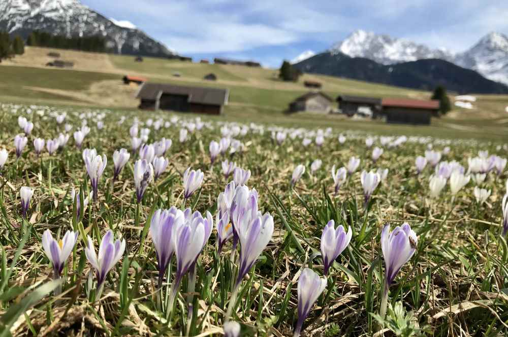 Frühlingswanderung mit Krokusblüte - einmalig schön im Karwendel