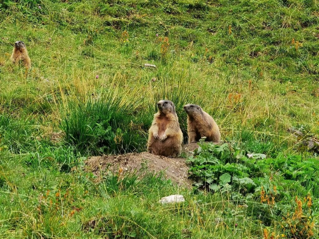 Einmalige Erlebnisse: Beim Wandern Murmeltiere aus der Nähe sehen!