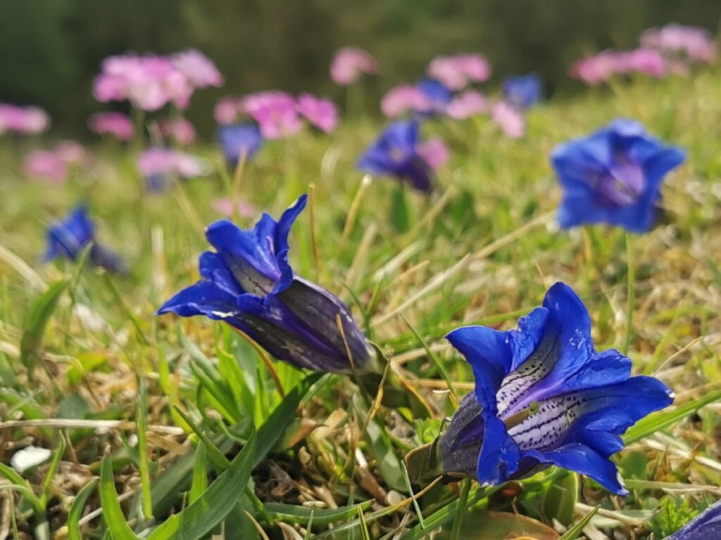 Wandern Frühling - ich mag es, wenn die Bergwiesen von den Frühlingsblumen übersät sind!