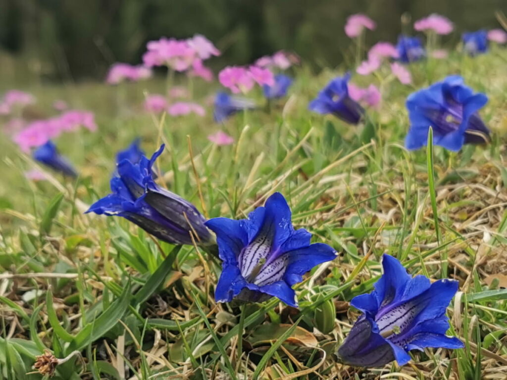 Frühlingswanderung zu den bunten Blumenwiesen