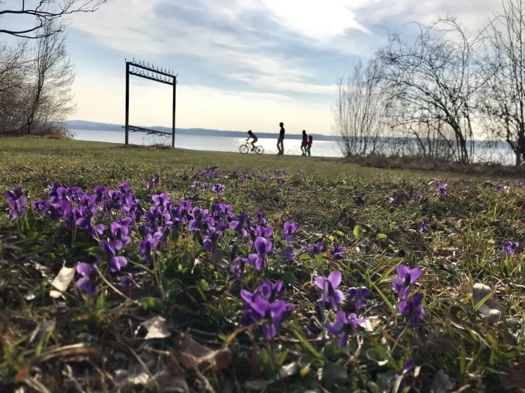 Frühlingswanderung München - die Gourmetwanderung am Starnberger See