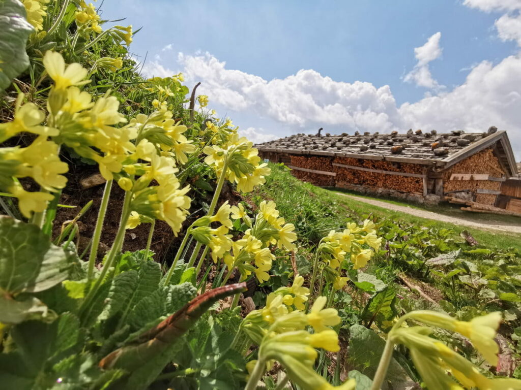 Das liebe ich bei einer Frühlingswanderung - Sonne und Blumen auf den Almen in den Bergen