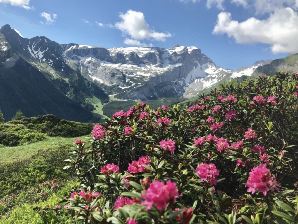 Zu tausenden Almrosen wandern im Montafon - wir waren am Golm