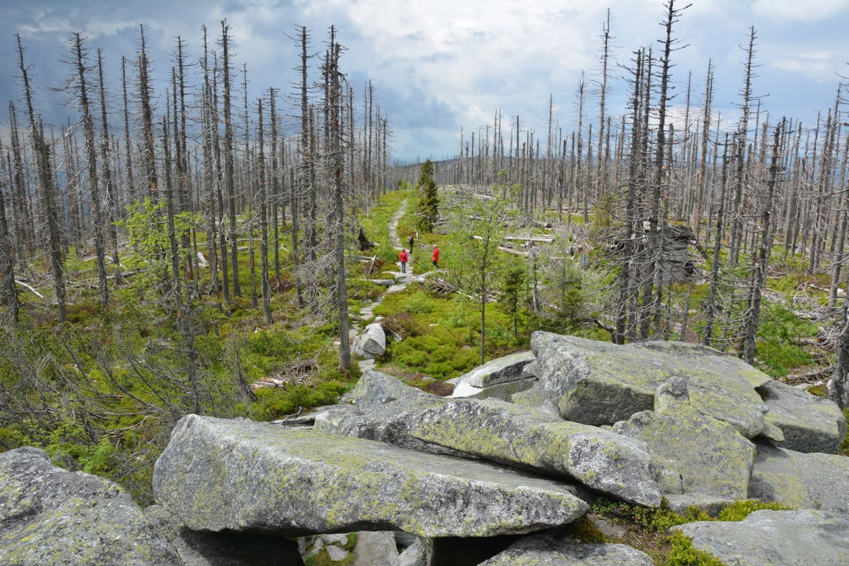 WANDERN BAYERISCHER WALD ️ Die schönsten Wanderungen ⭐