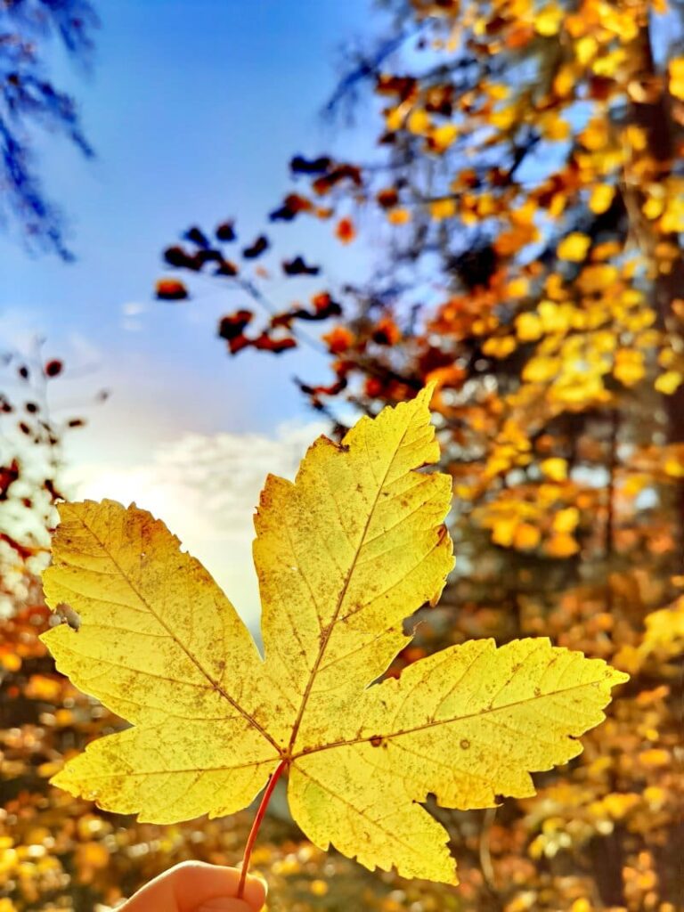 Herbstwanderung Bayern - im bunten Blätterwald