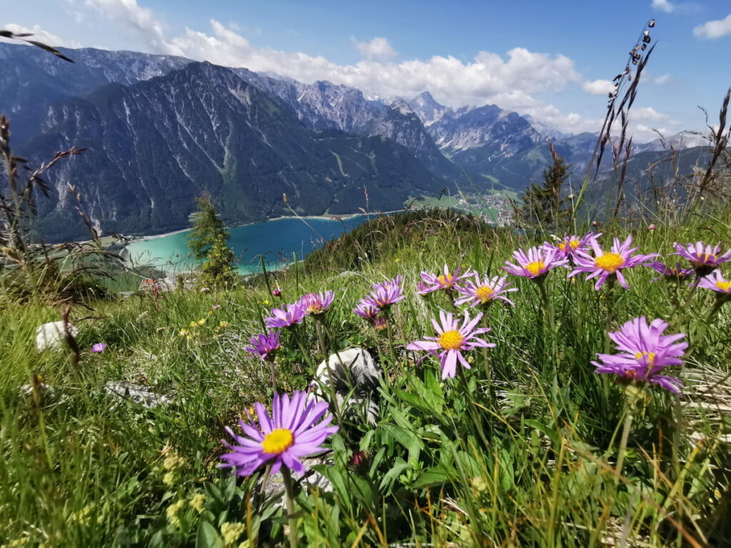 So traumhaft ist das Wandern im Rofan - im Sommer blühen die Wiesen