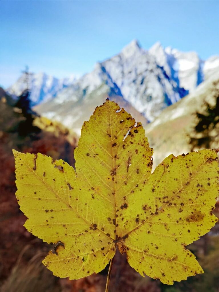 Für viele gehört eine Herbstwanderung am Ahornboden zum Pflichtprogramm im Herbst