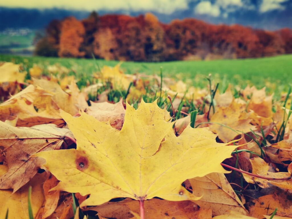 Herbstwanderung Seefeld - such dir eines der bunten Wanderziele aus!