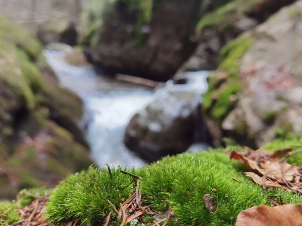 Wandern Bayerischer Wald