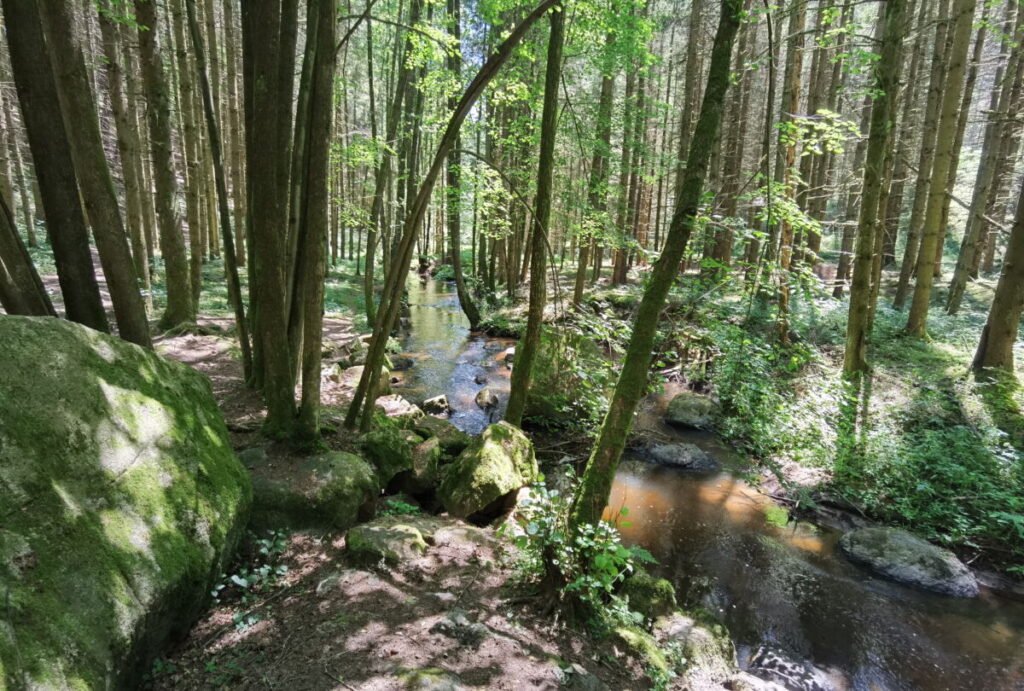 Durch das wildromantische Höllbachtal in der Oberpfalz wandern